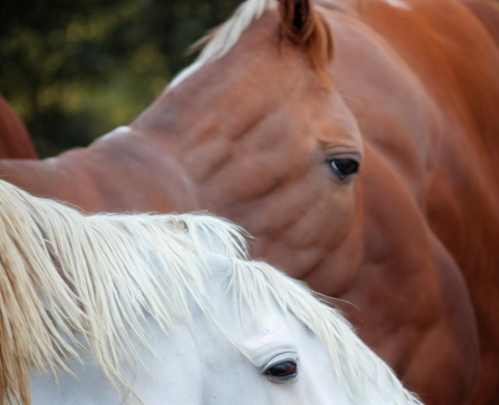 National I Love Horses Day | July 15