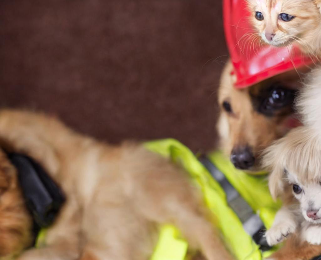 National Pet Fire Safety Day |July 15