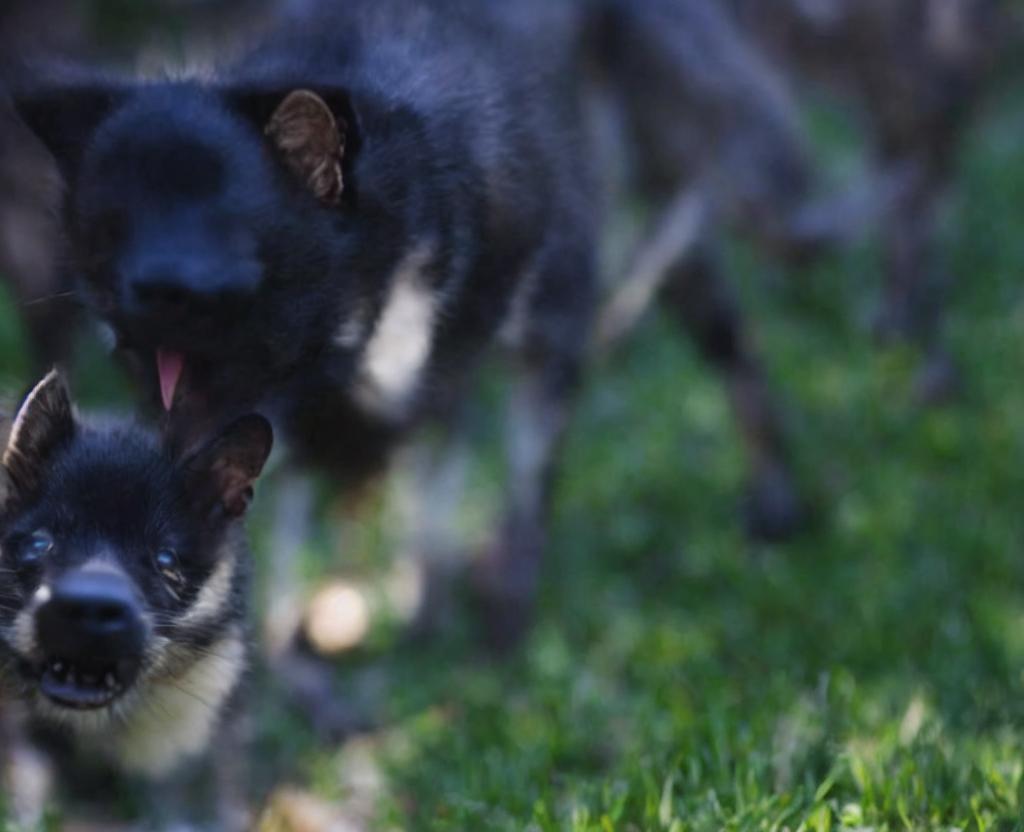 World Rabies Day - September 28