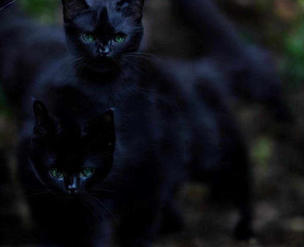 National Black Cat Day | October 27