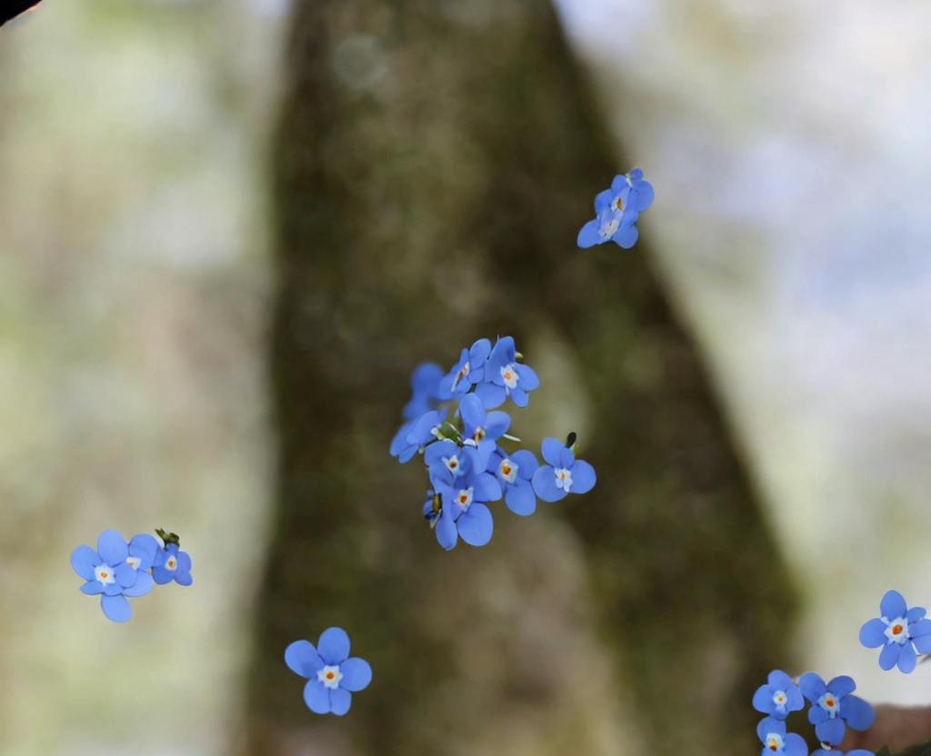 NATIONAL FORGET-ME-NOT DAY – November 10