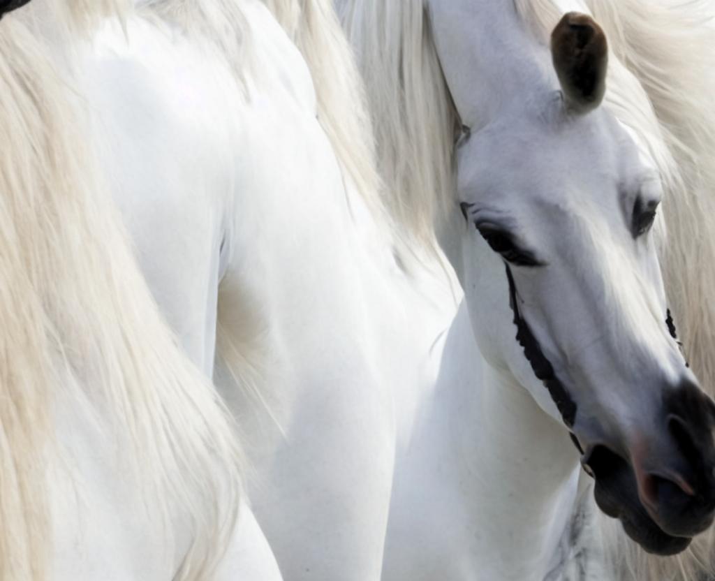 National Arabian Horse Day - February 19