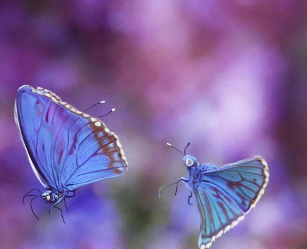 NATIONAL LEARN ABOUT BUTTERFLIES DAY – March 14