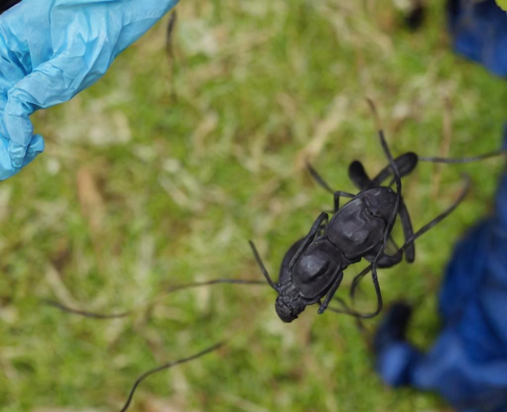 World Chagas Disease Day - April 14