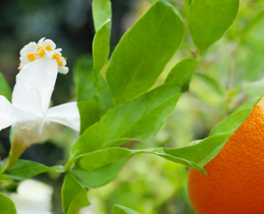 National Orange Blossom Day | June 27