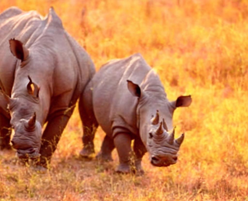 World Rhino Day - September 22