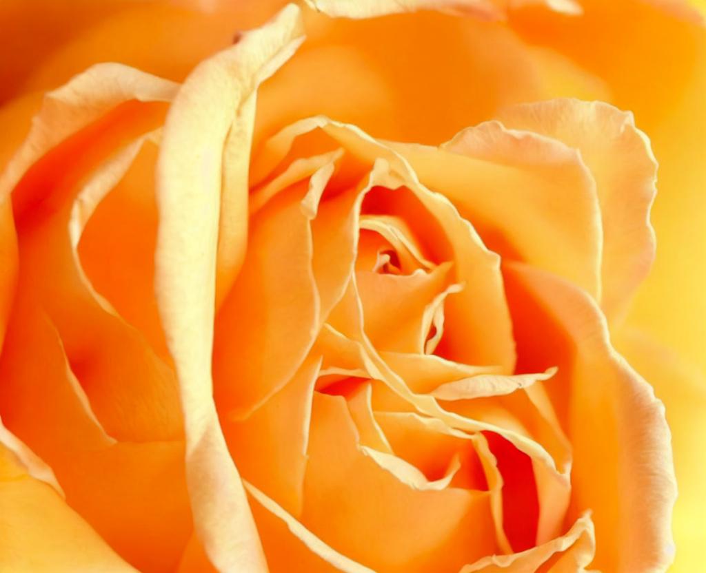 NATIONAL PEACE ROSE DAY – April 29