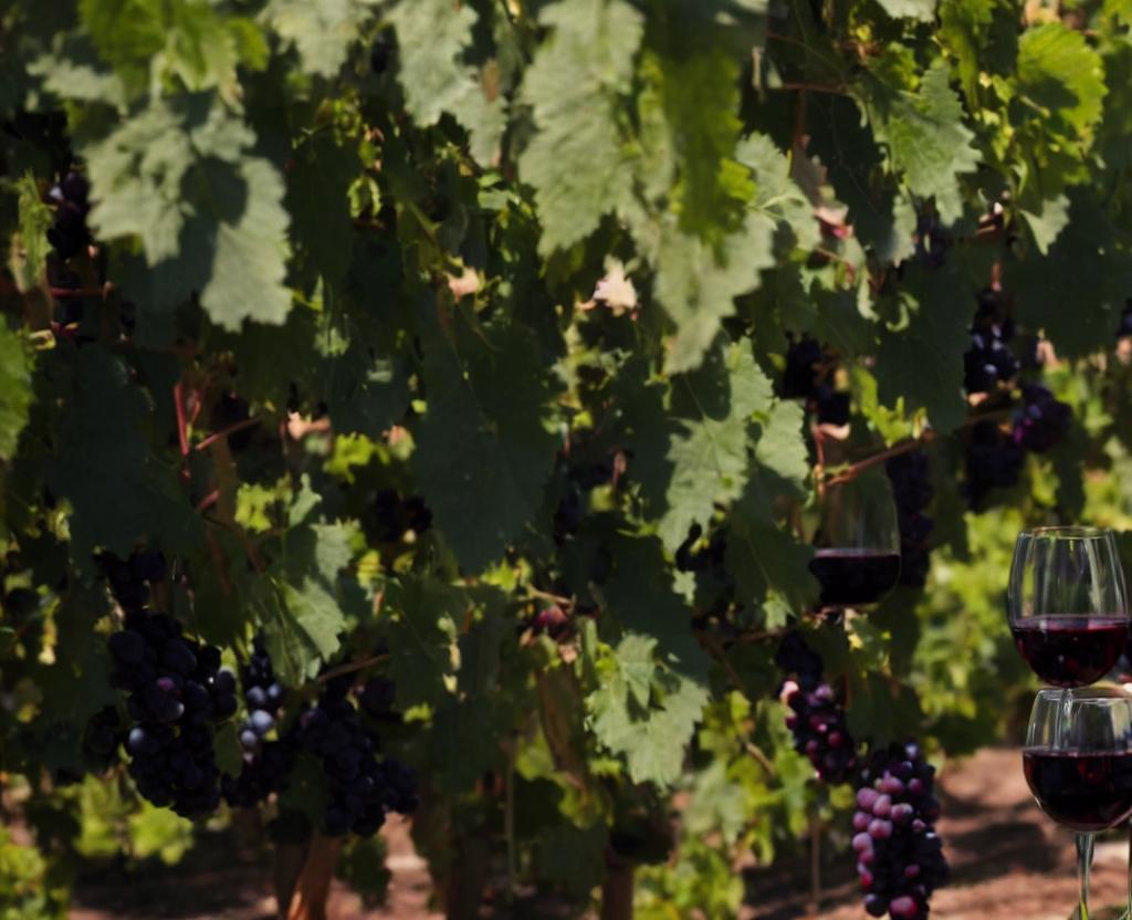 National Pinot Noir Day | August 18