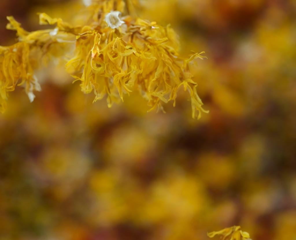 National Witch Hazel Day | October 21