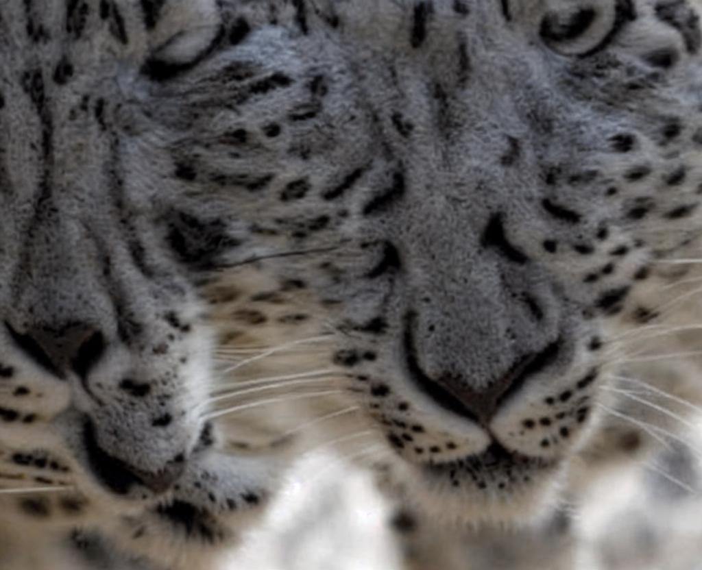 International Snow Leopard Day - October 23
