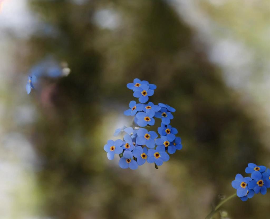 NATIONAL FORGET-ME-NOT DAY – November 10