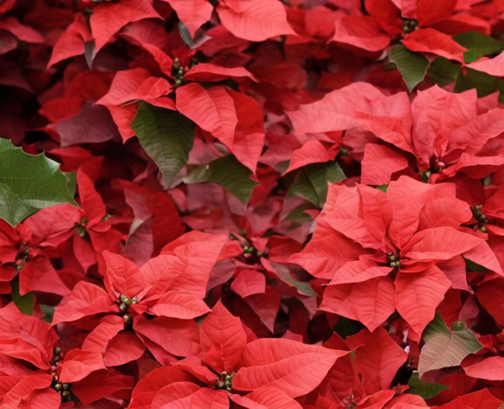 NATIONAL POINSETTIA DAY – December 12