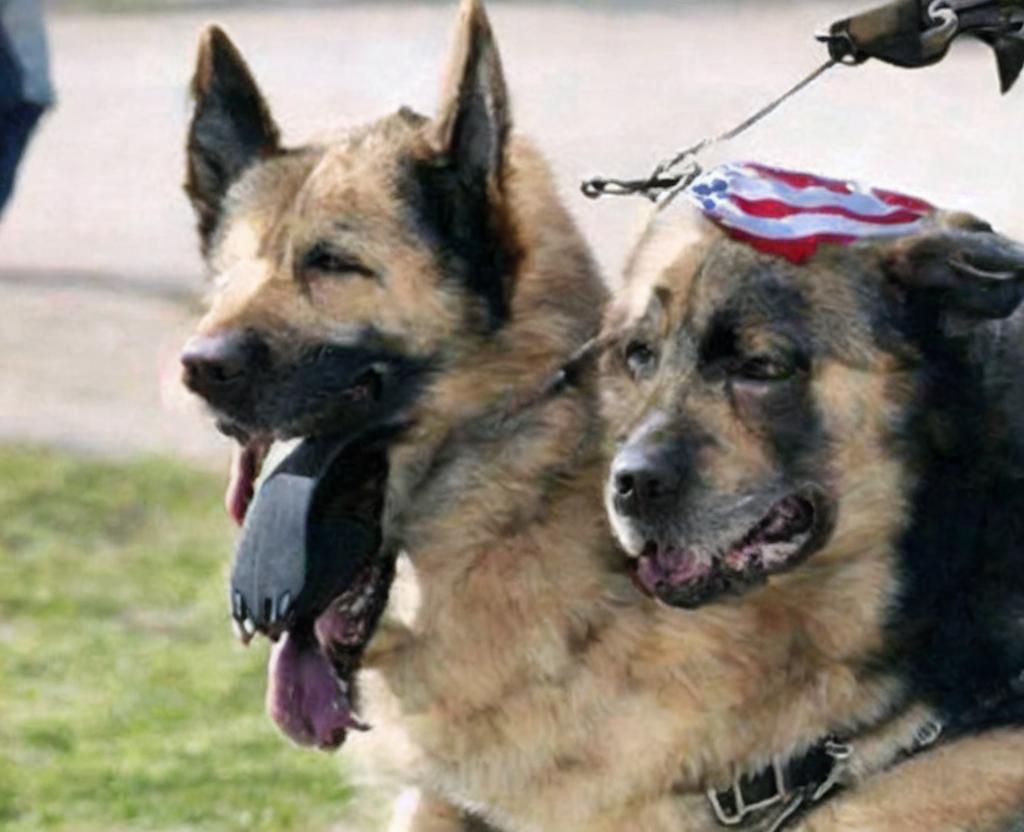 NATIONAL K9 VETERANS DAY - March 13