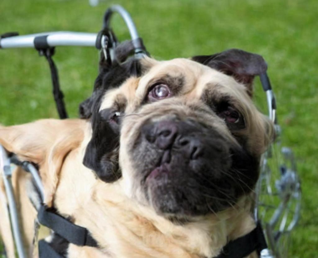 NATIONAL SPECIALLY-ABLED PETS DAY – May 3