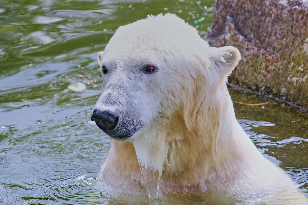 Polar Bear Plunge Day - January 1