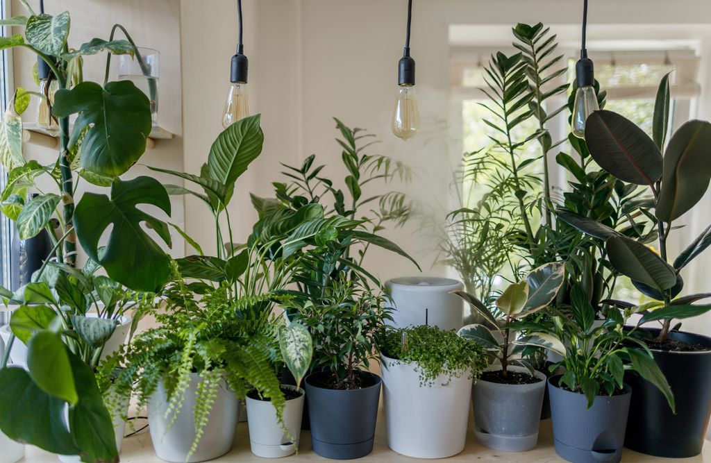 National Houseplant Appreciation Day - January 10