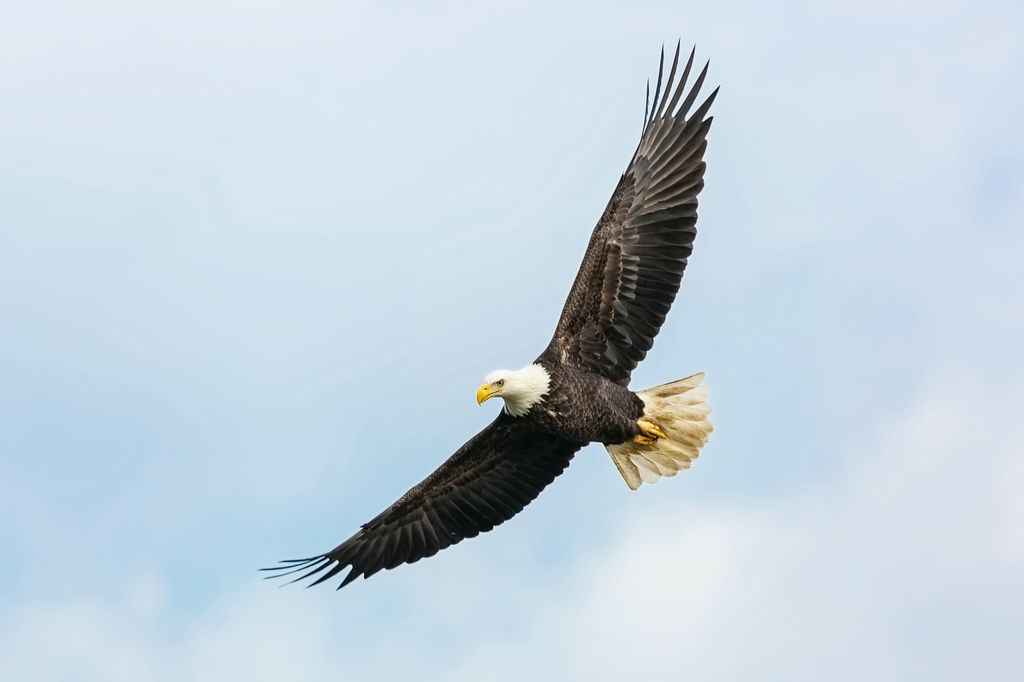 SAVE THE EAGLES DAY – January 10