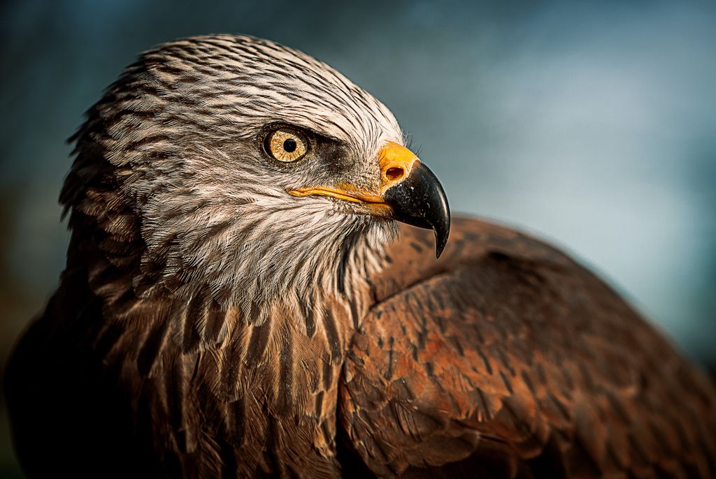 SAVE THE EAGLES DAY – January 10